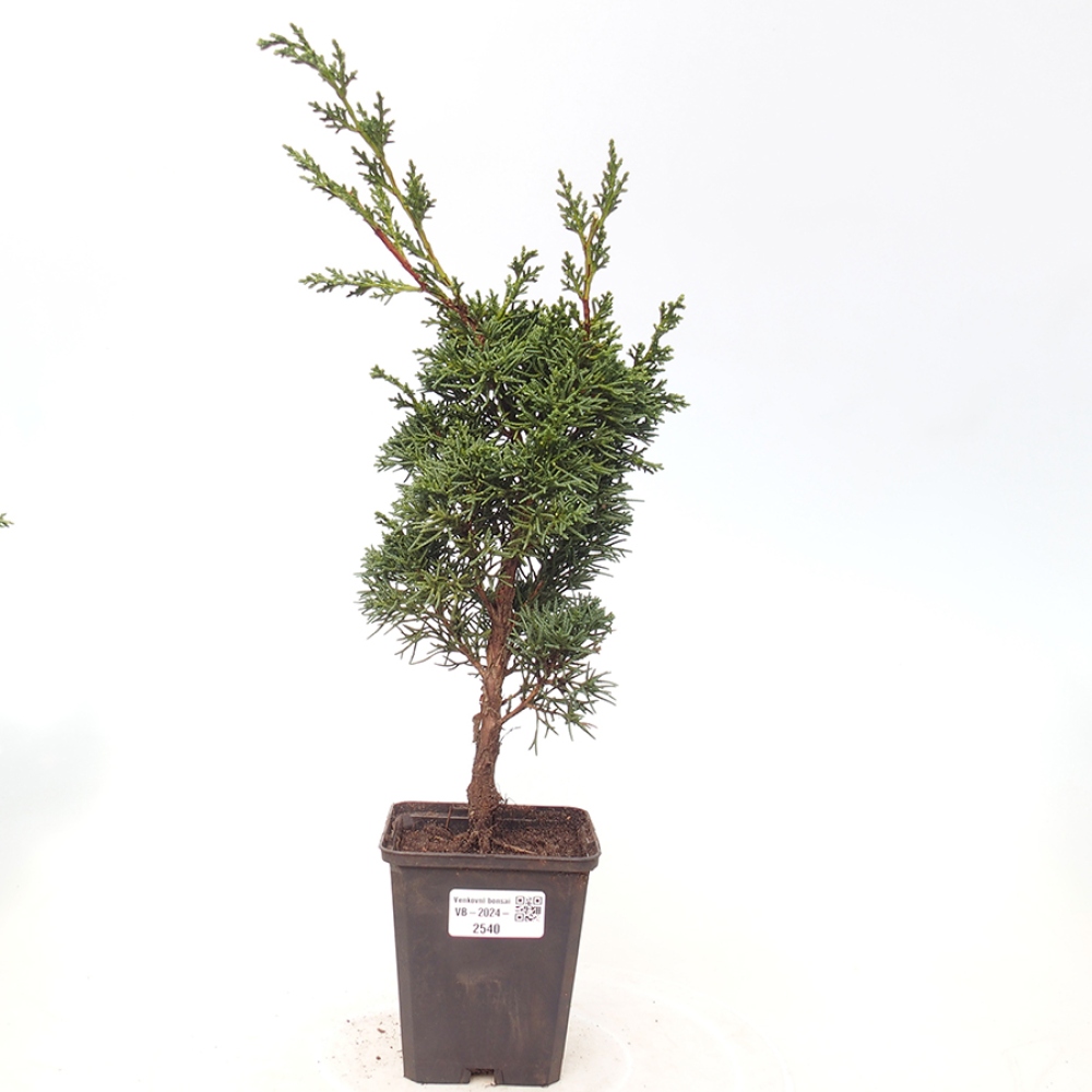 Outdoor bonsai - Juniperus chinensis Kishu - Chinese juniper