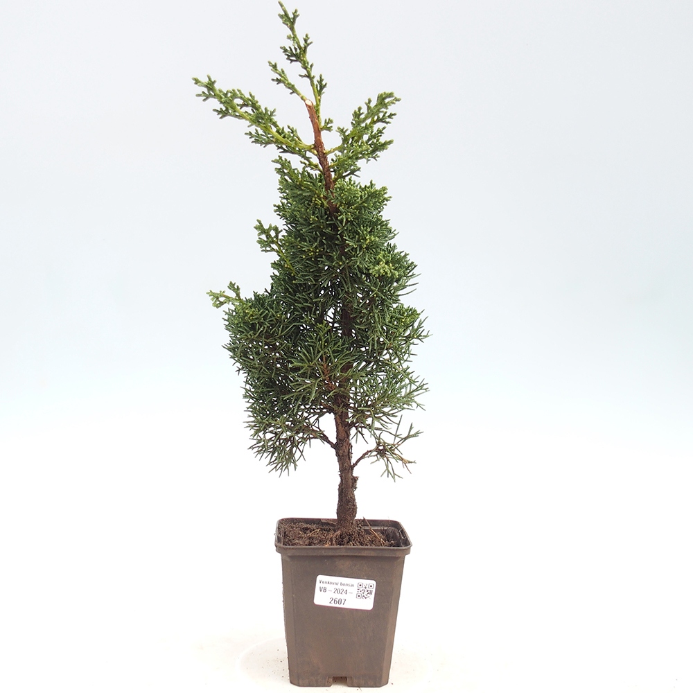 Outdoor bonsai - Juniperus chinensis Kishu - Chinese juniper