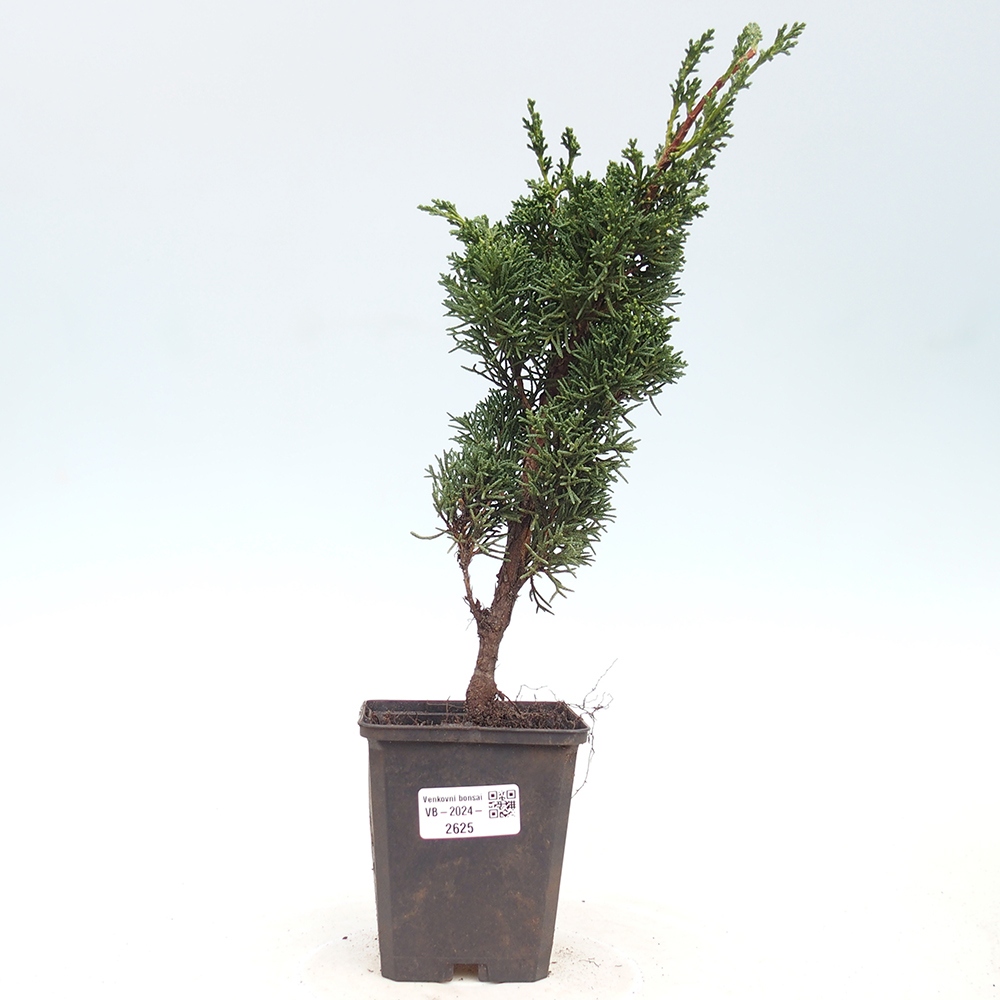 Outdoor bonsai - Juniperus chinensis Kishu - Chinese juniper