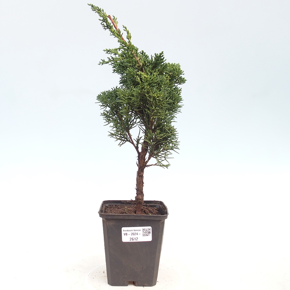 Outdoor bonsai - Juniperus chinensis Kishu - Chinese juniper