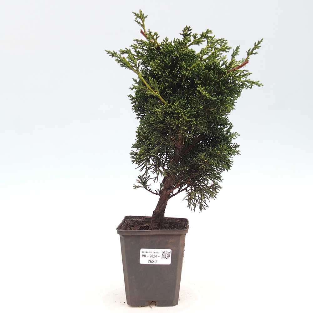 Outdoor bonsai - Juniperus chinensis Kishu - Chinese juniper