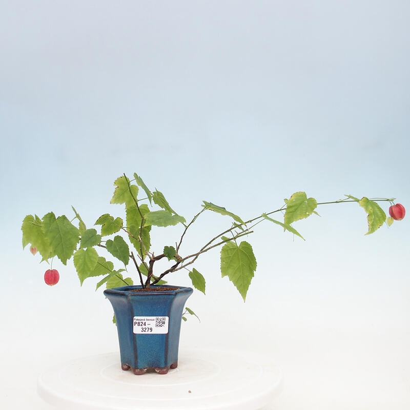 Indoor bonsai - Abutilon Big Bell - River cloudberry