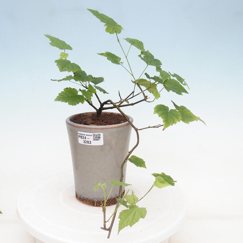 Indoor bonsai - Abutilon Big Bell - River cloudberry