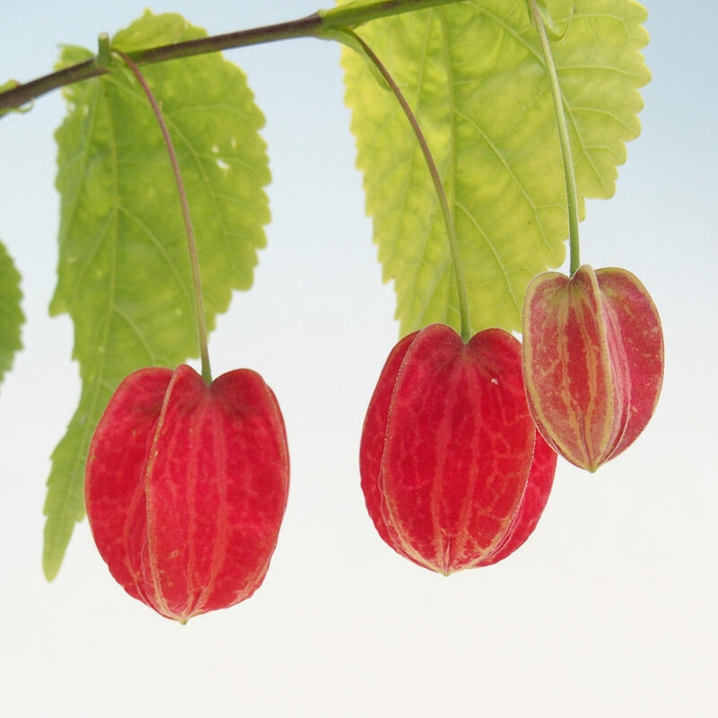 Indoor bonsai - Abutilon Big Bell - River cloudberry