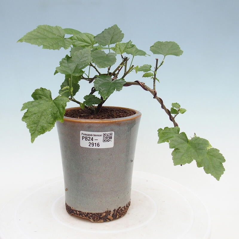 Indoor bonsai - Abutilon Big Bell - River cloudberry