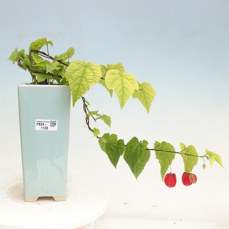 Indoor bonsai - Abutilon Big Bell - River cloudberry