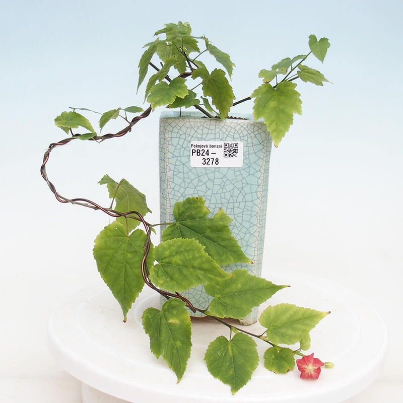 Indoor bonsai - Abutilon Big Bell - River cloudberry