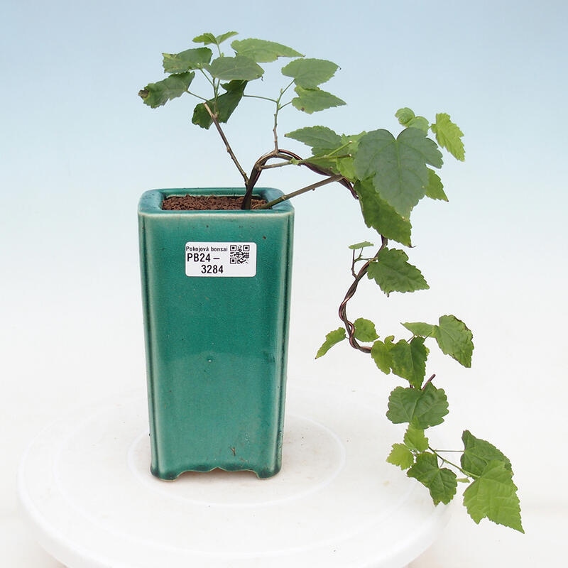 Indoor bonsai - Abutilon Big Bell - River cloudberry