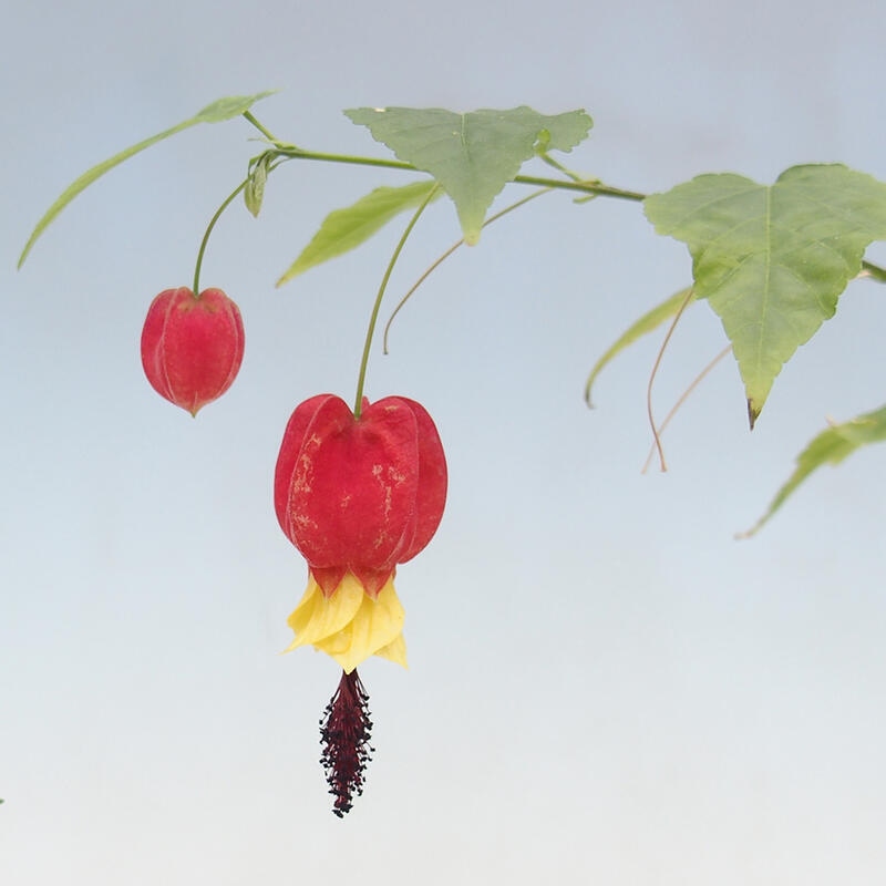 Indoor bonsai - Abutilon Big Bell - River cloudberry