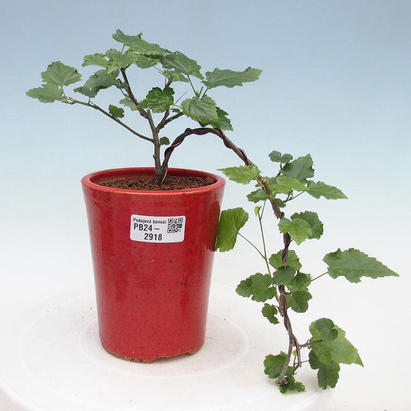 Indoor bonsai - Abutilon Big Bell - River cloudberry