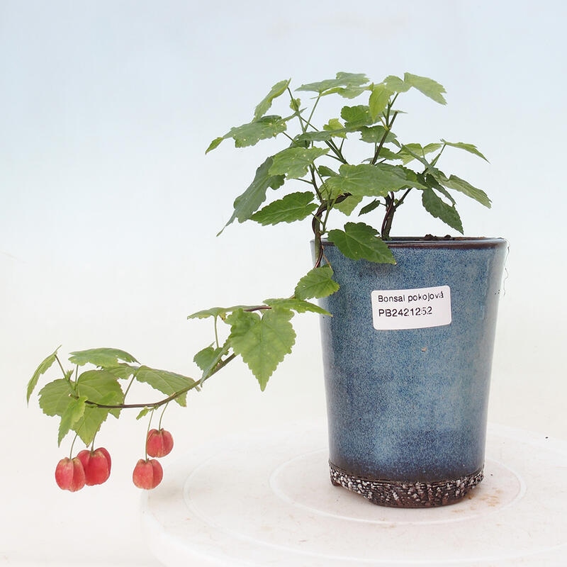 Indoor bonsai - Abutilon Big Bell - River cloudberry