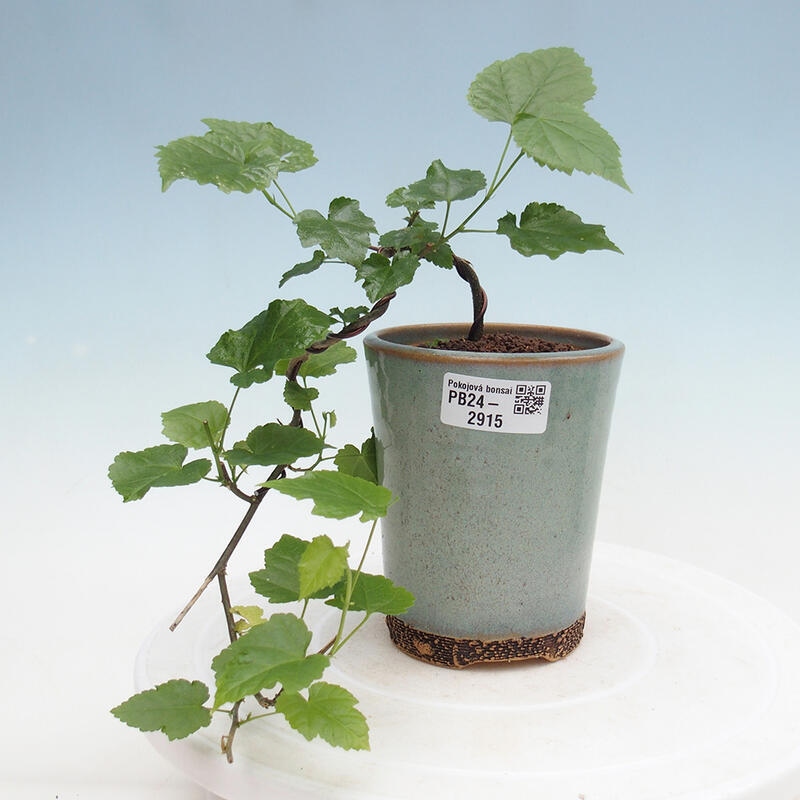 Indoor bonsai - Abutilon Big Bell - River cloudberry