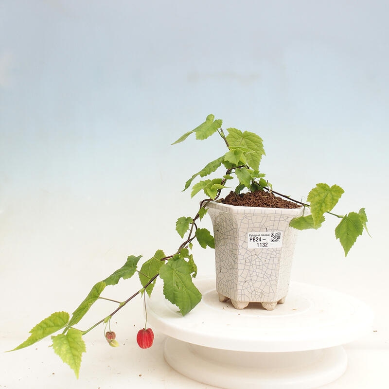 Indoor bonsai - Abutilon Big Bell - River cloudberry