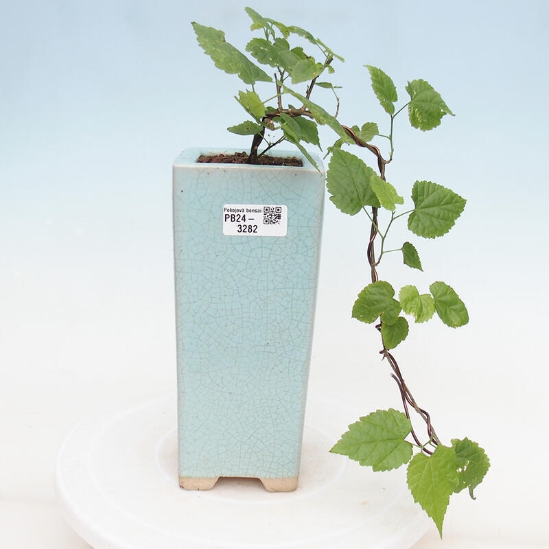 Indoor bonsai - Abutilon Big Bell - River cloudberry