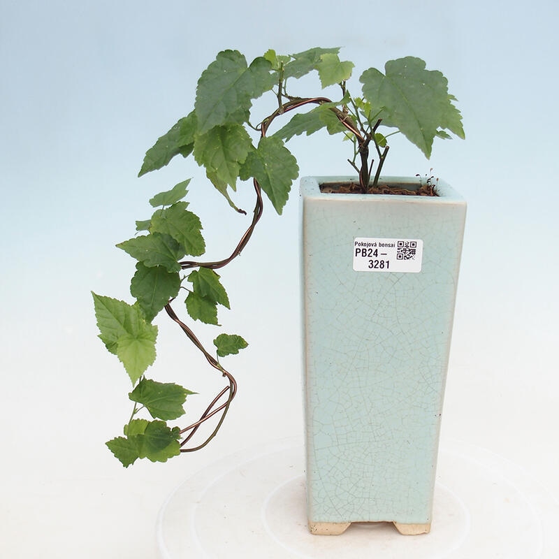 Indoor bonsai - Abutilon Big Bell - River cloudberry