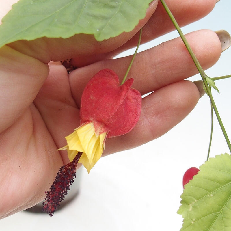 Indoor bonsai - Abutilon Big Bell - River cloudberry