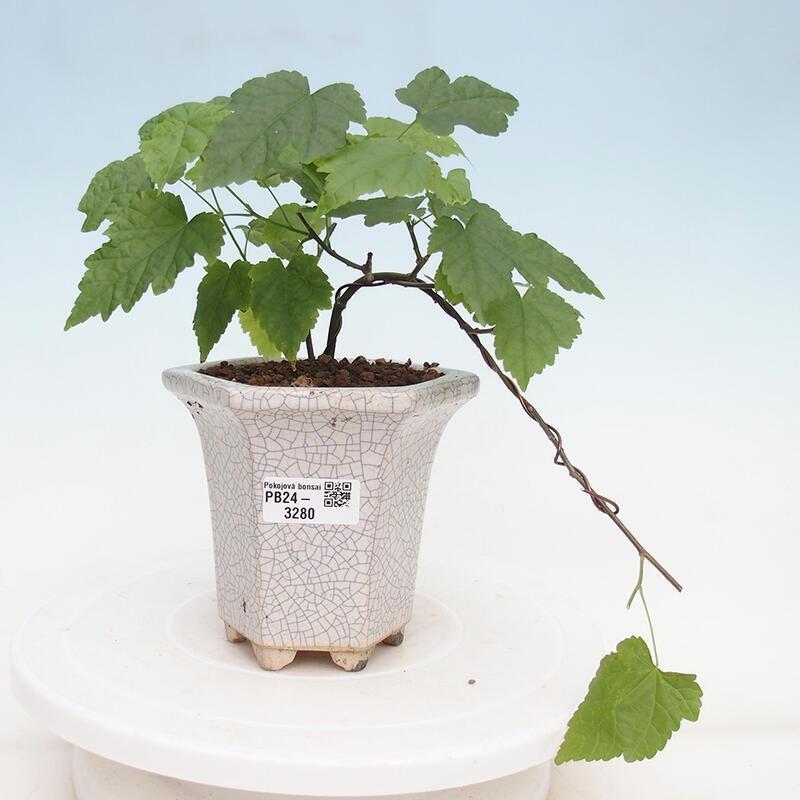 Indoor bonsai - Abutilon Big Bell - River cloudberry