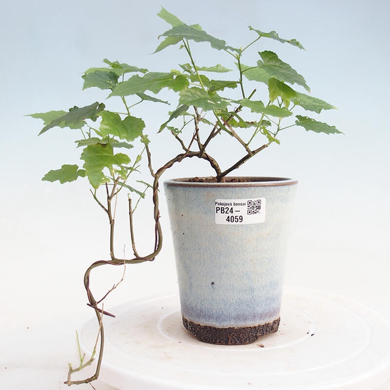 Room bonsai - Abutilon Big Bell