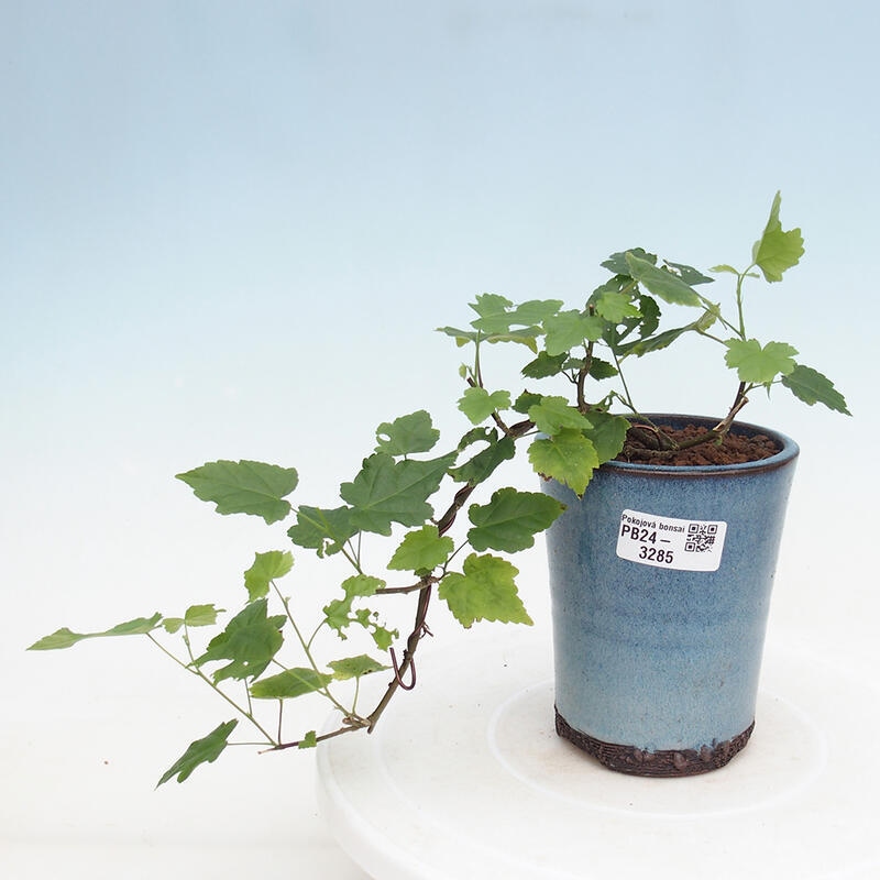 Indoor bonsai - Abutilon Big Bell - River cloudberry