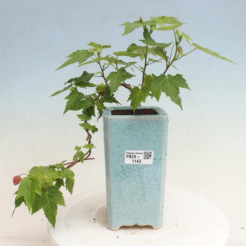 Indoor bonsai - Abutilon Big Bell - River cloudberry