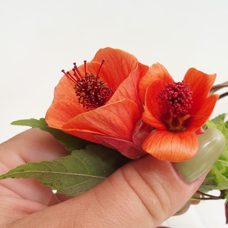 Indoor bonsai - Abutilon Big Bell - River cloudberry