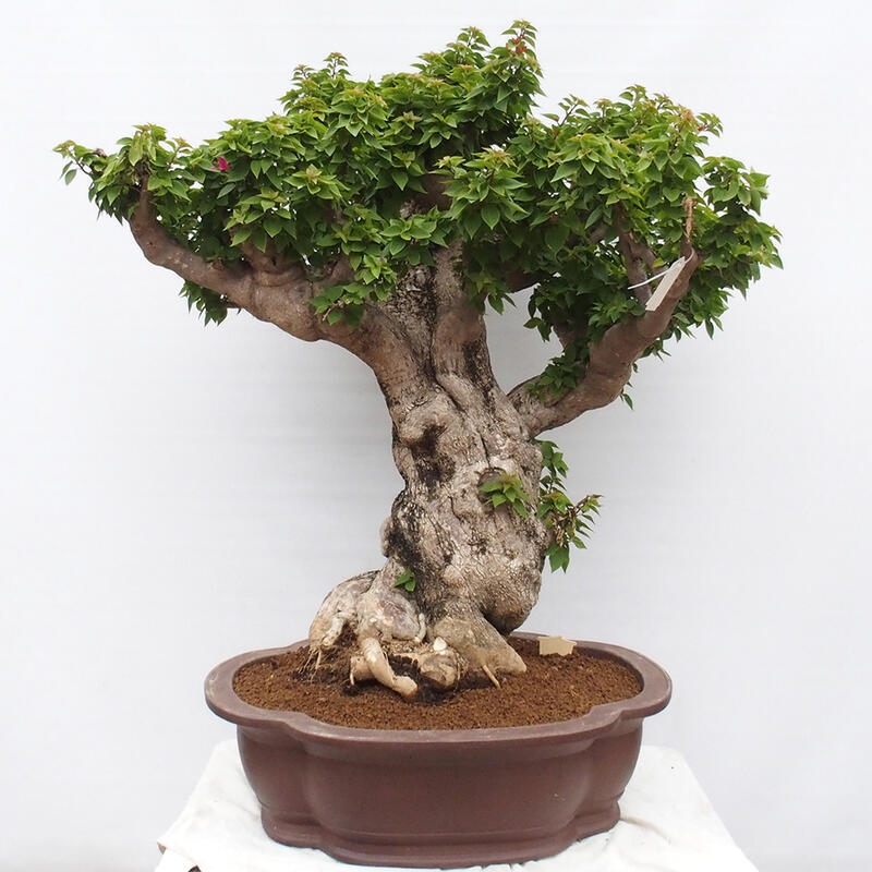 Indoor bonsai - Bouganwilea