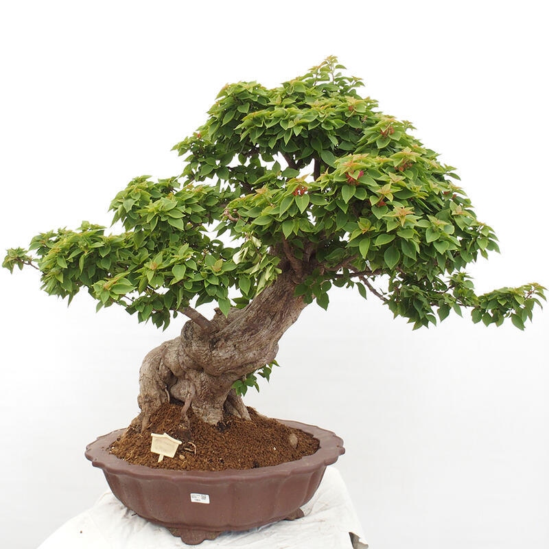 Indoor bonsai - Bouganwilea