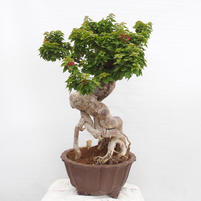 Indoor bonsai - Bouganwilea