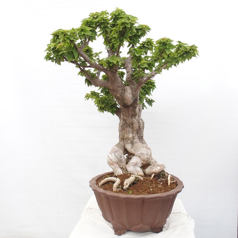 Indoor bonsai - Bouganwilea