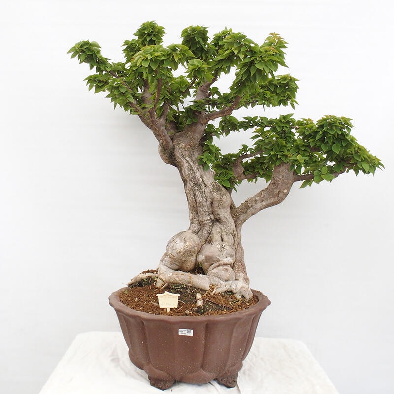 Indoor bonsai - Bouganwilea