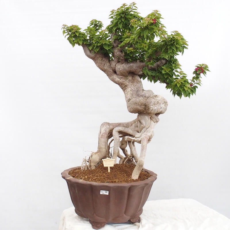 Indoor bonsai - Bouganwilea