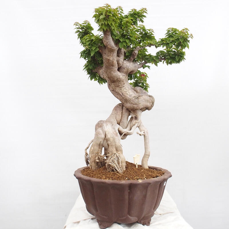 Indoor bonsai - Bouganwilea