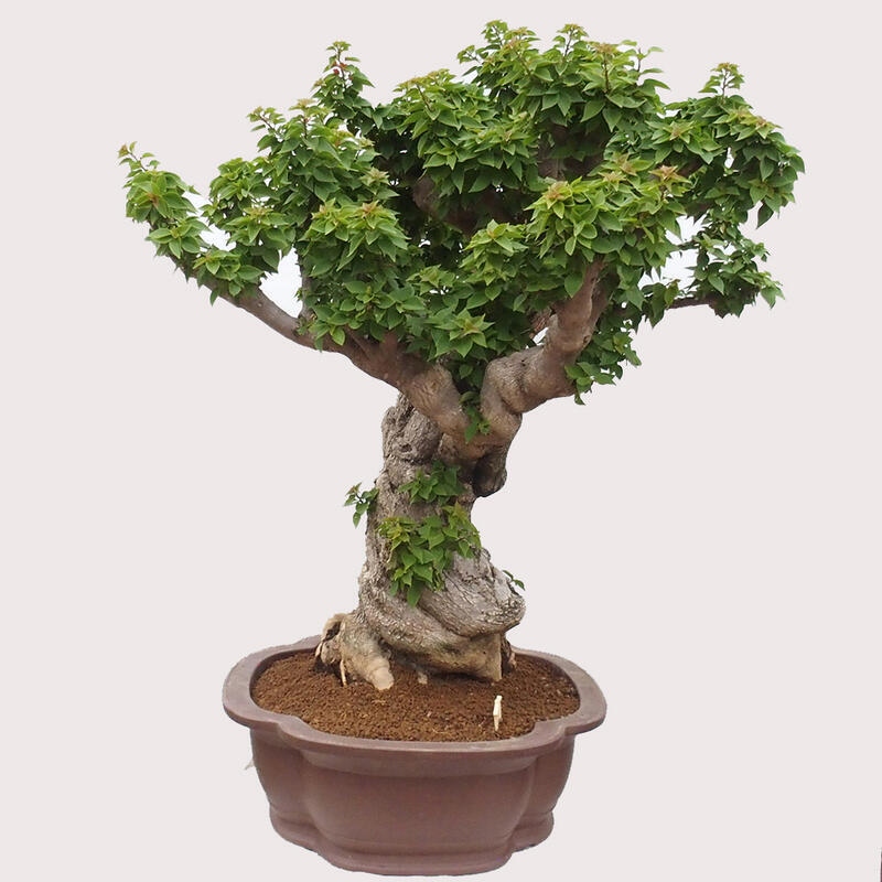 Indoor bonsai - Bouganwilea