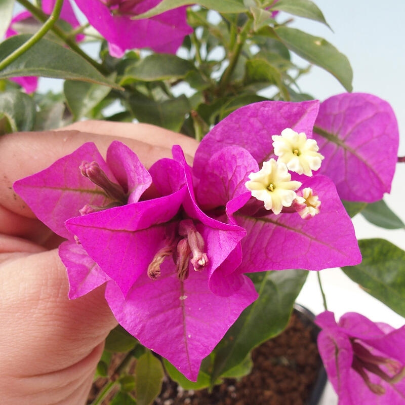 Room bonsai - Bouganwilea