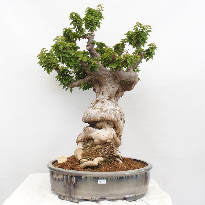 Indoor bonsai - Bouganwilea