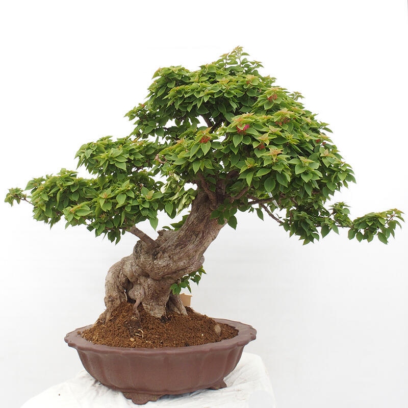 Indoor bonsai - Bouganwilea