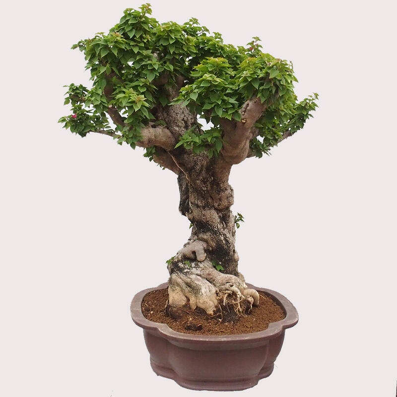 Indoor bonsai - Bouganwilea