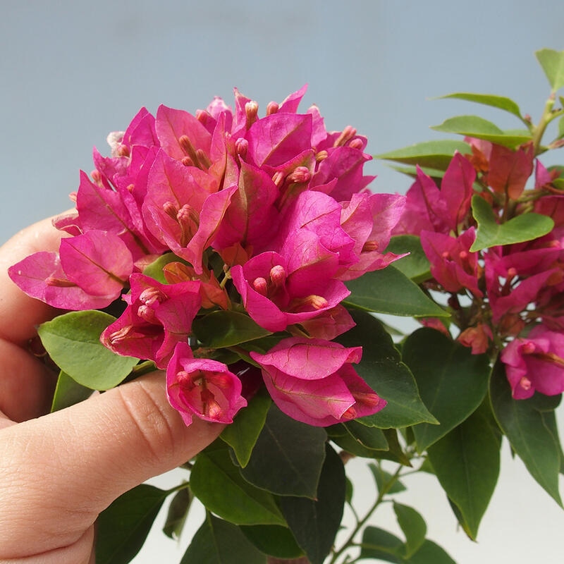 Indoor bonsai - Bouganwilea