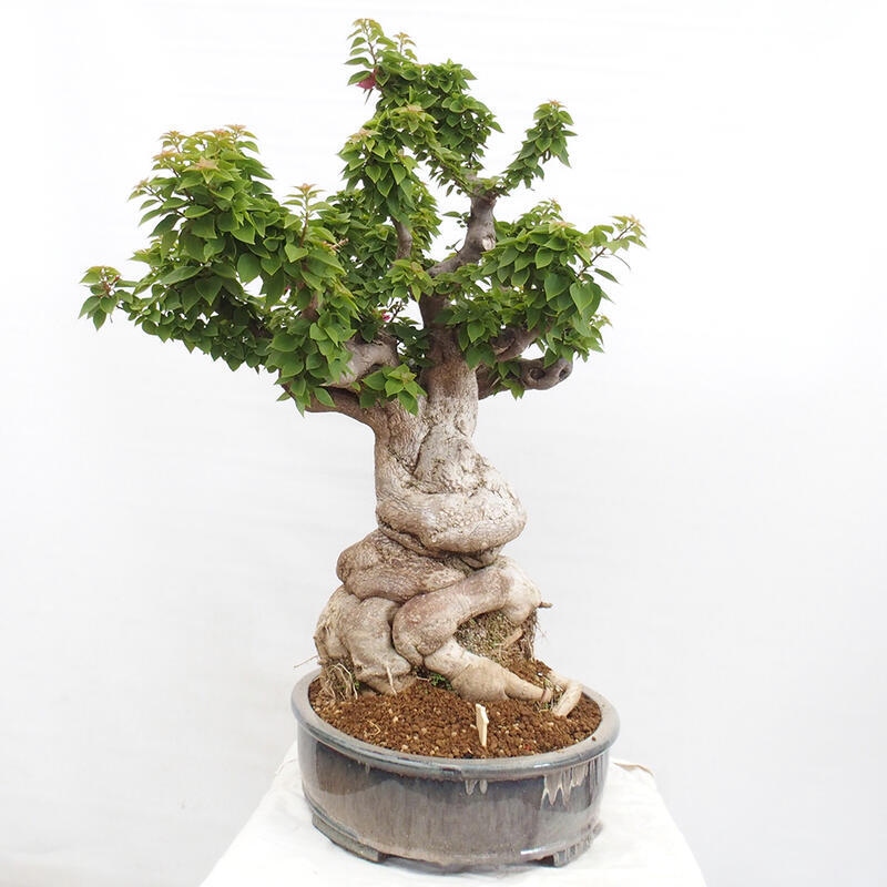 Indoor bonsai - Bouganwilea