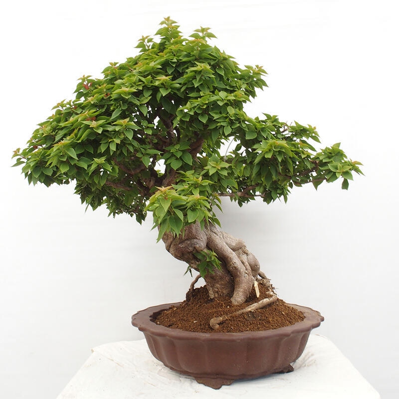 Indoor bonsai - Bouganwilea