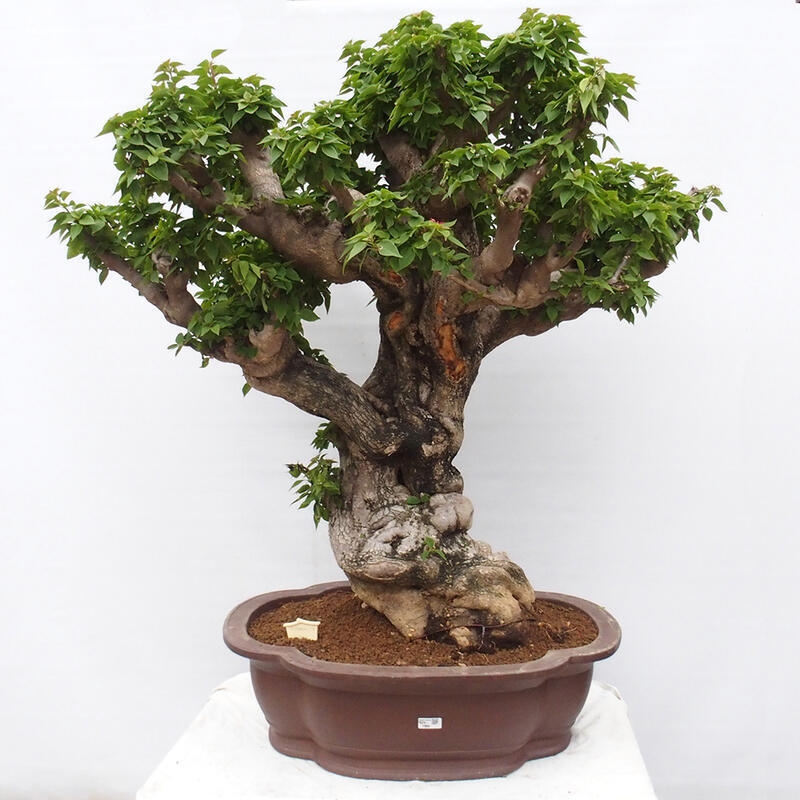 Indoor bonsai - Bouganwilea