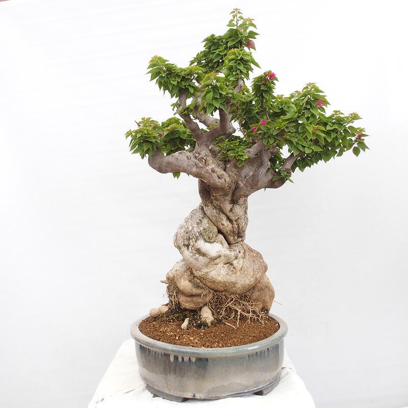 Indoor bonsai - Bouganwilea