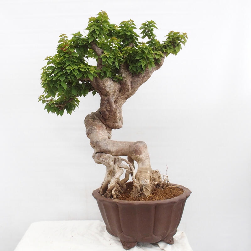 Indoor bonsai - Bouganwilea