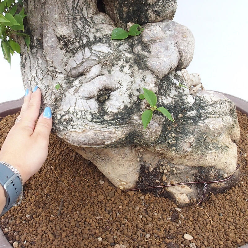 Indoor bonsai - Bouganwilea