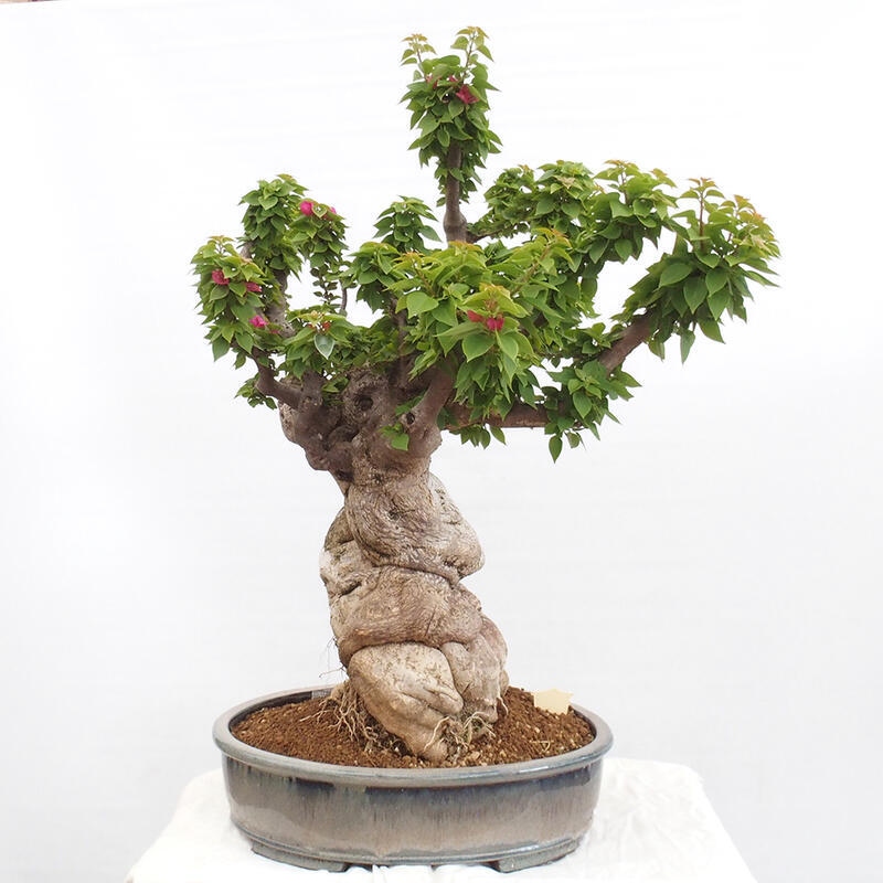 Indoor bonsai - Bouganwilea