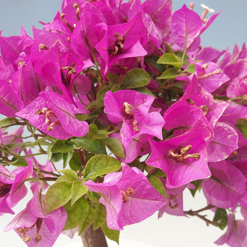 Room bonsai - Bouganwilea