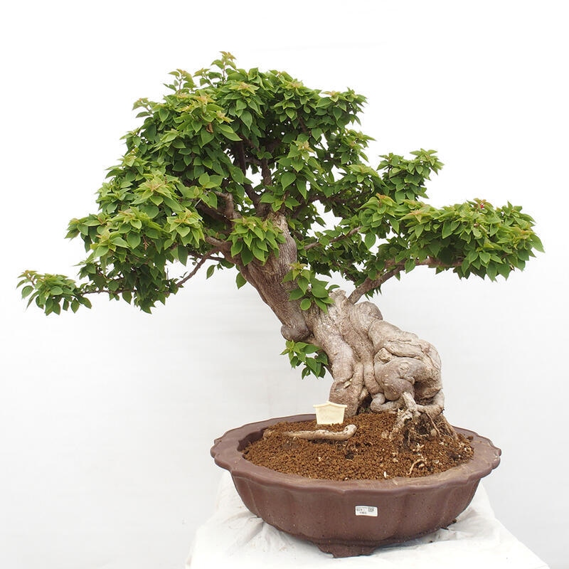 Indoor bonsai - Bouganwilea