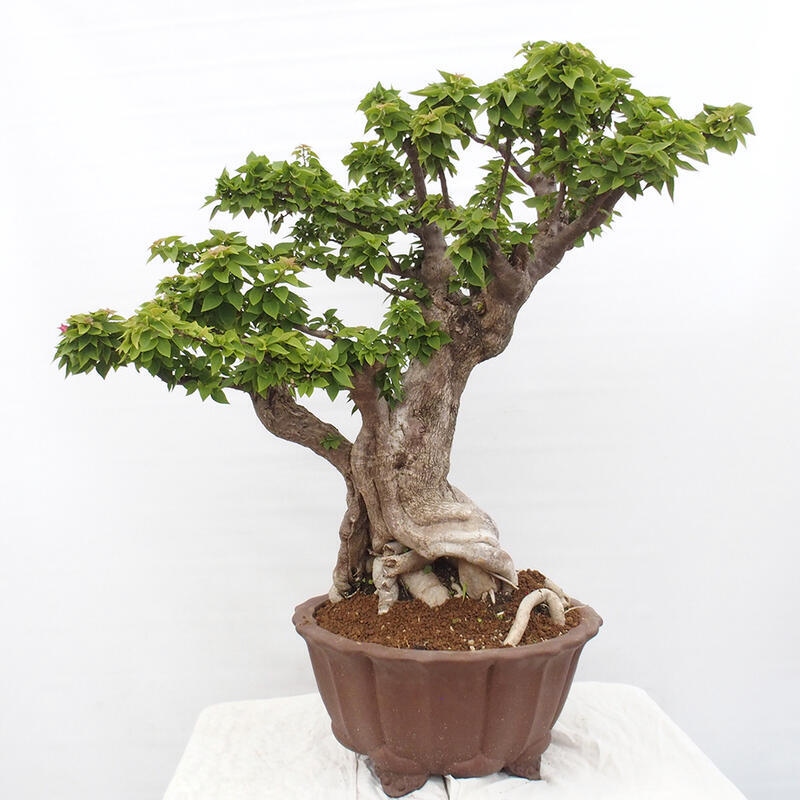 Indoor bonsai - Bouganwilea