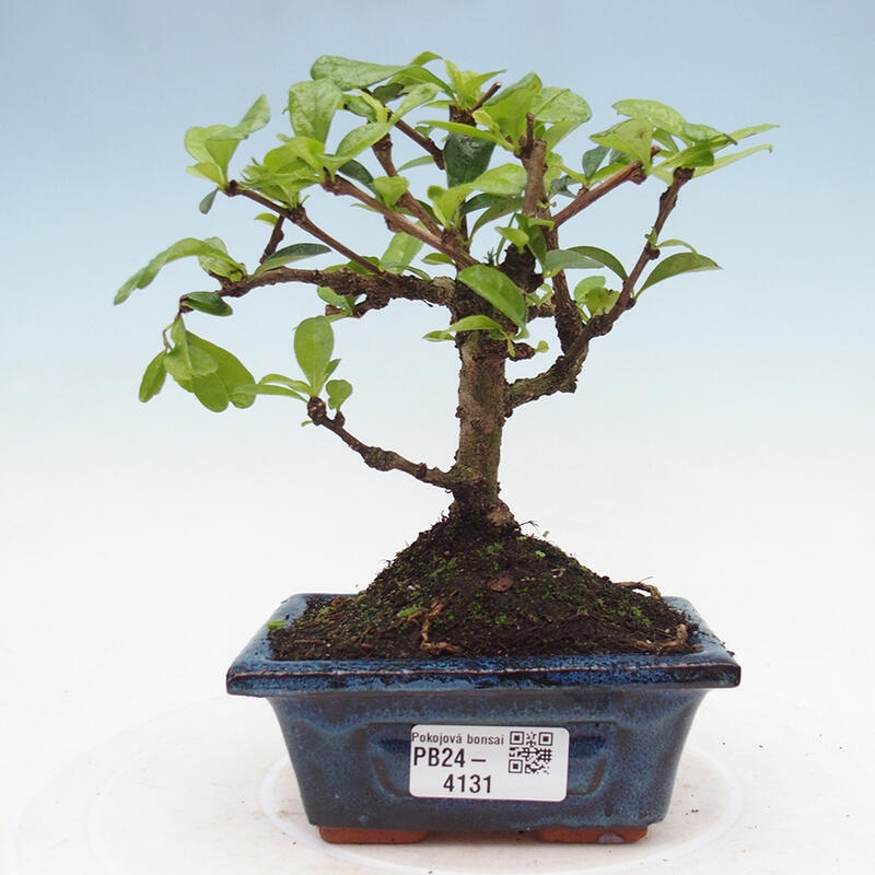 Indoor bonsai - Carmona macrophylla - Fuki tea