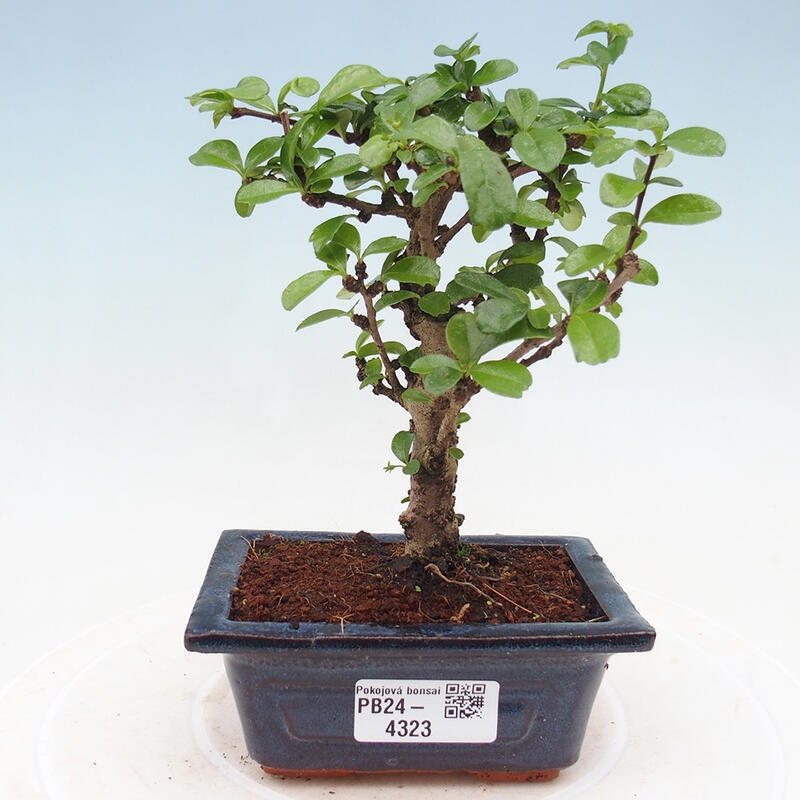 Indoor bonsai - Carmona macrophylla - Fuki tea